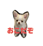 うり変顔スタンプ（個別スタンプ：11）