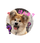 ひめかのあざといスタンプ（個別スタンプ：1）