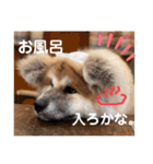 ひめかのあざといスタンプ（個別スタンプ：2）