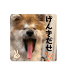ひめかのあざといスタンプ（個別スタンプ：4）
