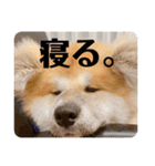 ひめかのあざといスタンプ（個別スタンプ：10）