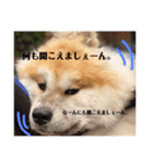 ひめかのあざといスタンプ（個別スタンプ：16）