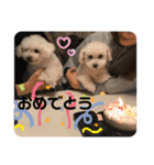 ぽんちんにょにょ（個別スタンプ：20）