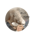 ぽんちんにょにょ（個別スタンプ：34）