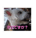 フロレベスタンプ16（個別スタンプ：6）