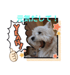 フロレベスタンプ16（個別スタンプ：26）