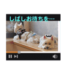 フロレベスタンプ16（個別スタンプ：39）