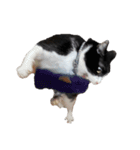 えらいねこ3（個別スタンプ：8）