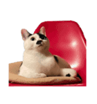 えらいねこ3（個別スタンプ：11）