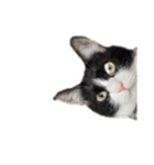 えらいねこ3（個別スタンプ：12）