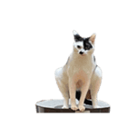 えらいねこ3（個別スタンプ：15）