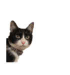 えらいねこ3（個別スタンプ：16）