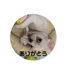 ティセラ（個別スタンプ：2）