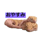 裏スジスタンプ1444（個別スタンプ：1）