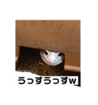 裏スジスタンプ1444（個別スタンプ：21）