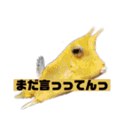 裏スジスタンプ1444（個別スタンプ：35）