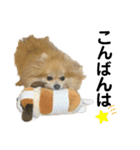 ポメラニアンのねぎちゃんスタンプ  2（個別スタンプ：5）