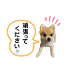 ポメラニアンのねぎちゃんスタンプ  2（個別スタンプ：30）