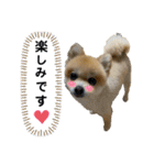 ポメラニアンのねぎちゃんスタンプ  2（個別スタンプ：32）