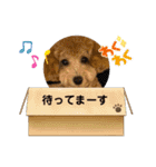 トイプードルのトトロくん（個別スタンプ：21）