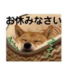 こたちよスタンプの巻1（個別スタンプ：10）