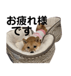 こたちよスタンプの巻1（個別スタンプ：12）