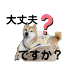 こたちよスタンプの巻1（個別スタンプ：17）
