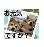 こたちよスタンプの巻1（個別スタンプ：18）