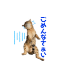 ベンガルboy（個別スタンプ：1）