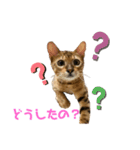ベンガルboy（個別スタンプ：2）