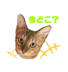 ベンガルboy（個別スタンプ：3）