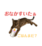 ベンガルboy（個別スタンプ：4）