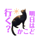 ベンガルboy（個別スタンプ：7）