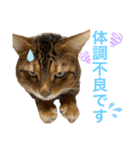 ベンガルboy（個別スタンプ：8）