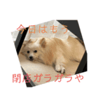 こぼたんまん（個別スタンプ：11）