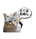 NKEぬこ’s 3rd（個別スタンプ：1）