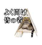 NKEぬこ’s 3rd（個別スタンプ：2）