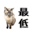 NKEぬこ’s 3rd（個別スタンプ：3）