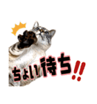 NKEぬこ’s 3rd（個別スタンプ：5）