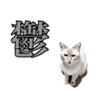 NKEぬこ’s 3rd（個別スタンプ：7）