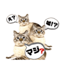 NKEぬこ’s 3rd（個別スタンプ：15）