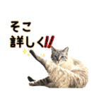 NKEぬこ’s 3rd（個別スタンプ：16）