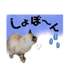 NKEぬこ’s 3rd（個別スタンプ：21）