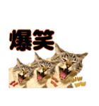 NKEぬこ’s 3rd（個別スタンプ：28）