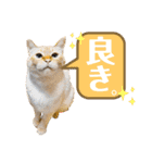 NKEぬこ’s 3rd（個別スタンプ：30）