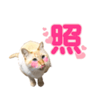 NKEぬこ’s 3rd（個別スタンプ：31）
