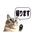NKEぬこ’s 3rd（個別スタンプ：34）