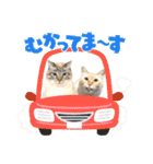 NKEぬこ’s 3rd（個別スタンプ：36）