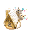 NKEぬこ’s 3rd（個別スタンプ：37）