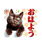 ねねこ♥⑱ みにくん＆ちびちゃん編（個別スタンプ：1）